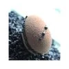 Demi-Oeufs Flexipan - Moule Silicone -pavoni shop demi oeufs flexipan moule silicone