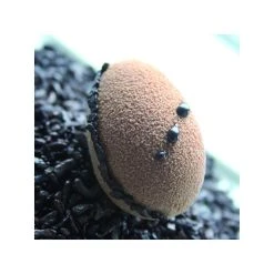 Demi-Oeufs Flexipan - Moule Silicone
